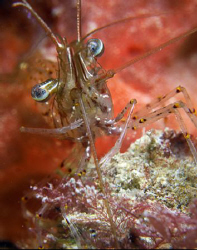A temperate cleaner shrimp.  Shot with 3 X ucl 165's.

... by Cal Mero 